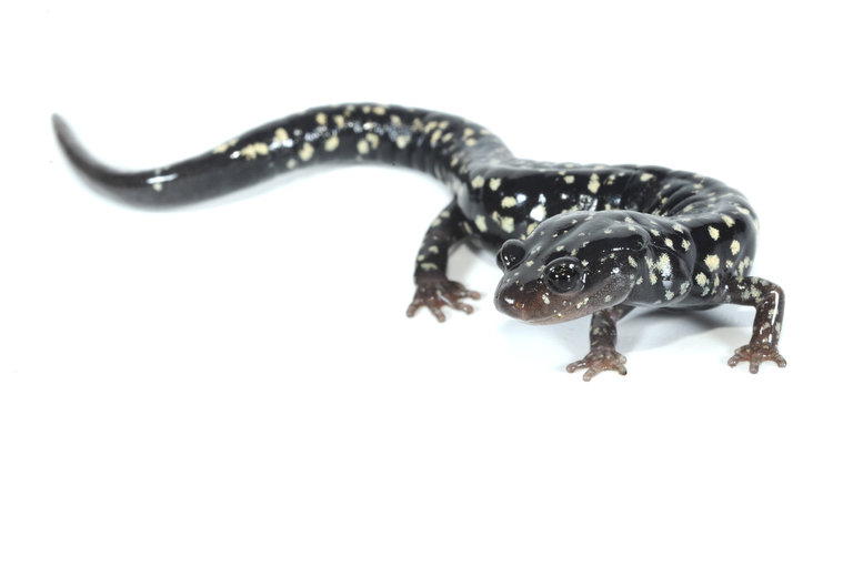 Aneides flavipunctatus by Freiermuth