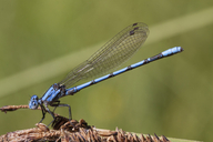 California Damsels dragonfly