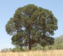 quercus douglassi